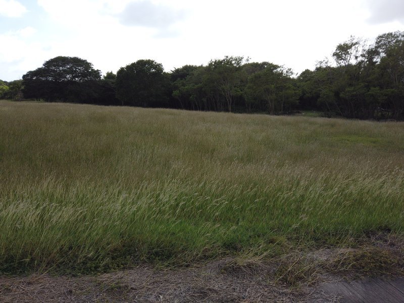 Land For Sale in Balls Barbados